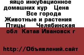 яйцо инкубационное домашних кур › Цена ­ 25 - Все города Животные и растения » Птицы   . Челябинская обл.,Катав-Ивановск г.